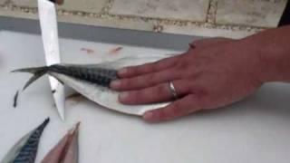 Passionate About Fish - How to fillet a Mackerel