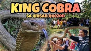 PART2 MALAHALIMAW NA KING COBRA SA UNISAN QUEZON NAHULI NA #cobraking #cobraprince #tolcobra