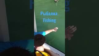 Belize Fishing  hand feeding fish 