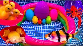 Красочные яйца-сюрпризы утки утята омары змеи рыбы кои лягушки рыбы-бабочки золотые рыбки