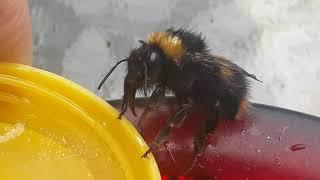 Bee