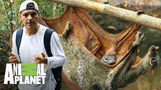 Colugo lleva a su bebé en la barriga  Wild Frank En busca del dragón  Animal Planet