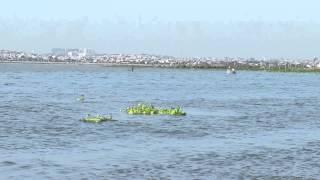 Osprey fishing at the laguna lake