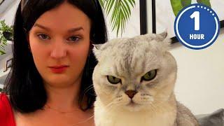  FUNNIEST Cats Ever  Hilarious Cat Videos