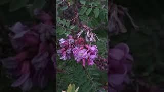 Акация Розовая Robinia Viscosa