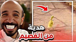 هدية ابوعجيب من القصيم ‍️سنابات ابوحصه وابوعجيب