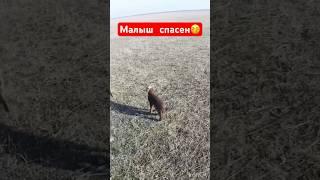 Ягненок спасен и доставлен маме #охотанагуся #shorts #shortvideo #hunting #весенняяохота