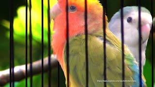 Peach-Faced Lovebird Sounds 3 Hours - Seagreen Turquoise & Green Pied