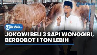 Presiden Jokowi Beli 3 Sapi Milik Peternak Wonogiri Jateng Ini untuk Kurban Bobotnya di Atas 1 Ton