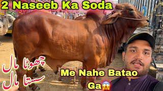 Multan Mandi Me Naseeb Ka Soda Hogya 2025️  Mid Range Qurbani Collection For 2025