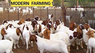 Farm Updates  Goats On Free Range Nutritious Grasses Spraying Goats Planting season