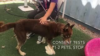 Petting Consent Tests movie