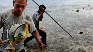 Nangkap Ikan dan Kerang siput yang suka berkamuflase di air dangkal