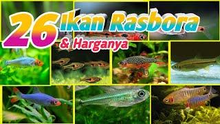 Jenis ikan Rasbora dan Harganya nomor 15 dan 20 favorit