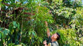 Growing Mango Trees in 25°F - 115°F Climate