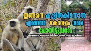 Hanuman Monkeys Escape from Thiruvananthapuram Zoo GREAT ESCAPE Malayalam Latest News