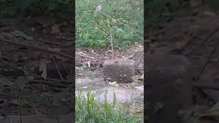 Cute birds in evening  Little grey Sparrows  Mountain Village  Nature Buddies #shorts #ytshorts