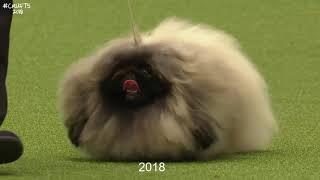 Best of Breed Toy GroupPEKINGESE2017-2022