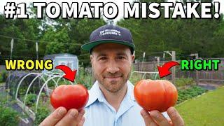 Youre Picking Tomatoes WRONG NEVER Vine Ripen A Tomato Again