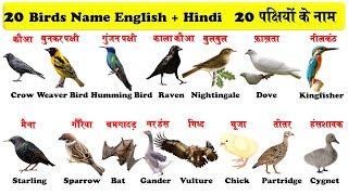 20 birds name in english and hindi for kids  पक्षियों के नाम हिन्दी और अंग्रेजी में भाग 2 