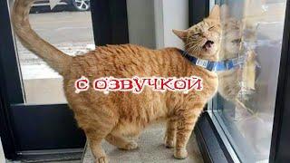 Приколы с котами Смешные коты С ОЗВУЧКОЙ Самые смешные животные УГАР