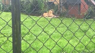 CHESTER ZOO LIONS 2017