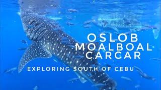 Oslob Whale Shark Watching  Moalboal Sardine Run  South of Cebu Travel Guide