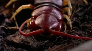 Killer Centipede  Worlds Deadliest