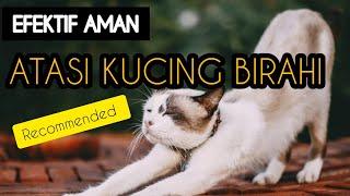 CARA MENGATASI KUCING BETINA BIRAHI BERAT  TANPA DIKAWINKAN  PLUS KENALI TANDA TANDANYA