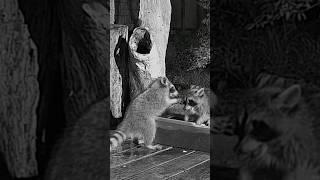 Baby raccoon vs mama  How feisty is too feisty?  #shorts