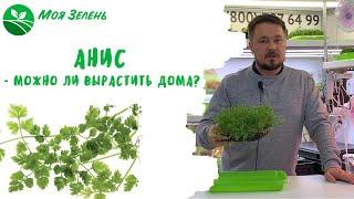 Анис - пряная зелень у вас дома Микрозелень.