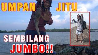 MANCING MANIA UMPAN JITU MANCING IKAN SEMBILANG JUMBO DI MUARA BUNGIN