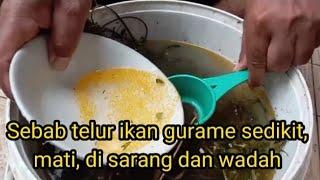 PENYEBAB TELUR GURAME SEDIKIT dan BANYAK YG MATI #budidaya #gurame #pertanian