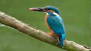 Kingfisher  BirdCall  bird song