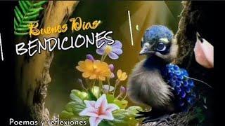 Video de buenos días con hermosas imágenes y mensajes del corazón .feliz miércoles