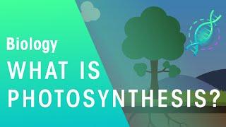 What Is Photosynthesis?  Biology  FuseSchool
