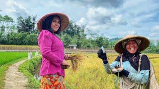 Janda Desa Yang Cantik Dan Rajin di Kampung Ujung Desa. Aktivitas Pagi Di Sawah Indah Alam Desanya