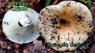 Груздь сухой или Подгруздок белый  Russula delica