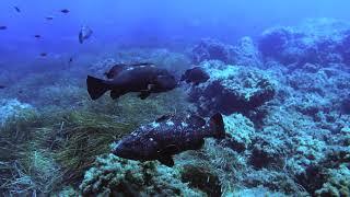 Scuba Diving in Asinara Island -  Punta Corvi - Underwater 4K video shot with Insta360 R One inch