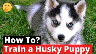 How to Train a Husky puppy? The Easiest yet Most Effective Training Technique EXPOSED 