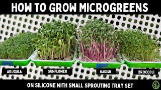 How to Grow Popular Microgreens on Silicone with Small Sprouting Tray Set  Soilless Growing