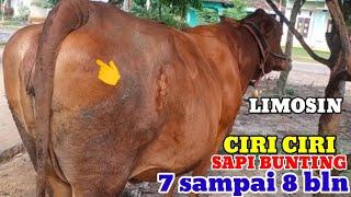 CIRI CIRI SAPI BUNTING 7-8 BULAN DENGAN KANTONG SUSU MASIH KEMPETKEMPES#