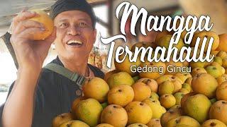 Bikin Ngiler Makan Mangga Gedong Gincu Termahal