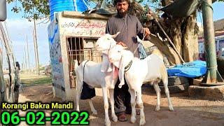 Korangi Bakra Mandi Pakistan Karachi Price Update 06-02-2022 Goat Market Karachi  Bakra Mandi 2022