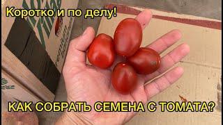 Сбор семян томата - БЫСТРО и ПРОСТО