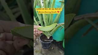 एलोवेरा को मोटा और बड़ा कैसे करें  Alovera Growing Secrets  #shorts #alovera #gardening