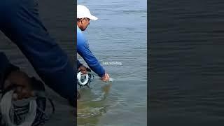 Así se #pesca en la desembocadura de los ríos.