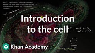 Introduction to the cell  Cells  High school biology  Khan Academy