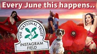 People FLOCK to a REMOTE field in CORNWALL for a SPECTACULAR Display - How to Find Newquay Poppies