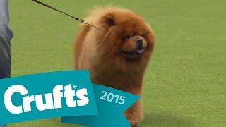 Miniature Poodle wins Utility Dog Group Judging  Crufts 2015